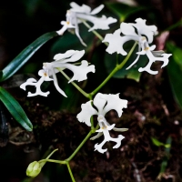 Wild orchids of Reunion Island (Orchidées sauvages de l'Île de la Réunion)