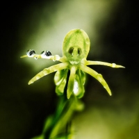 Wild orchids of Reunion Island (Orchidées sauvages de l'Île de la Réunion)